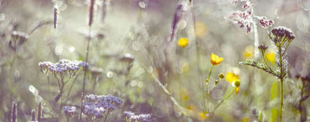 dewy grass on a morning meadow with beautiful light bokeh
