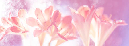 artistic picture with Shallow depth of field -flower and light bokehの写真素材