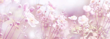 The panoramic view beautiful garden flower close upの写真素材