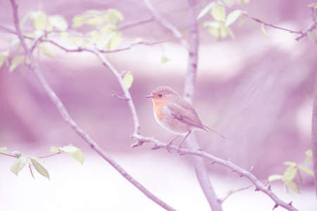 Red Robin (Erithacus rubecula) bird close up in a forestの写真素材