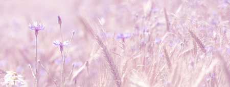 field with cornflowers panoramic pictureの写真素材