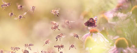 the garden with Echinacea flowers and peacock butterfly and lot of beesの写真素材