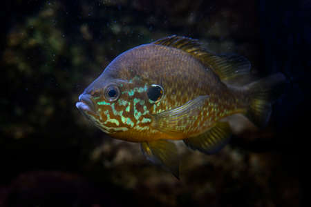 The pumpkinseed (Lepomis gibbosus)  North American Freshwater fishの写真素材
