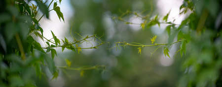 fresh wild vine  branches and nice bokeh