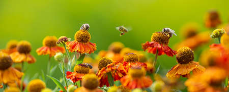 bee (apis mellifera) on helenium flowers - close up