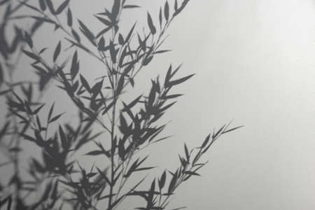 Bamboo silhouette behind white transparent paper, shadows from plants. Beautiful art background of plant leaves.の写真素材