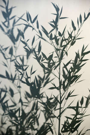 Bamboo silhouette behind white transparent paper, shadows from plants. Beautiful art background of...