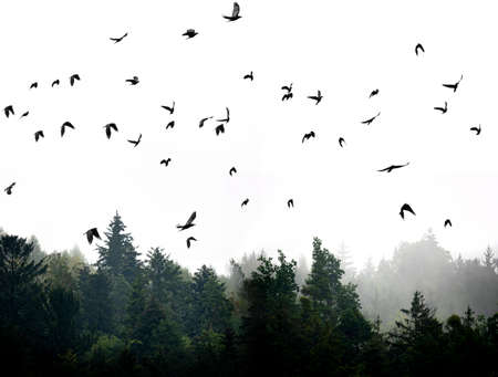 silhouette of forest against white sky - foggy dark forestの写真素材