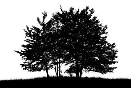 Trees silhouette on white background