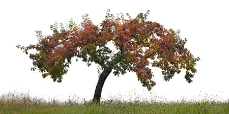 autumnal tree on meadow isolated on white background