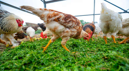 the chickens on the farm are eating grass and the others natural food - organic farmingの写真素材