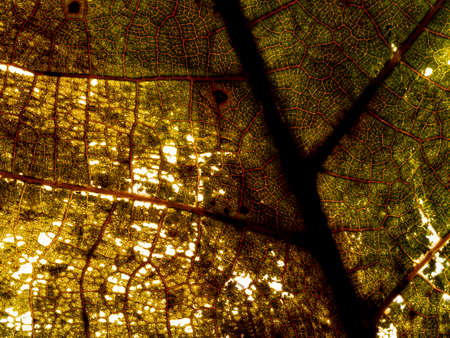 autumnal leaf texture close up