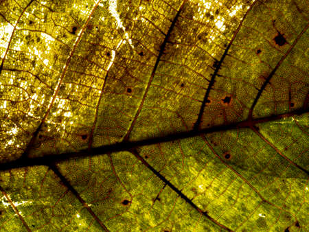 autumnal leaf texture close up