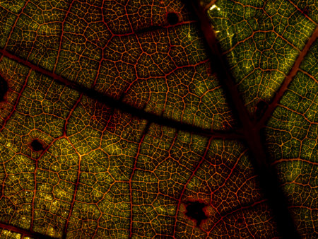 autumnal leaf texture close up
