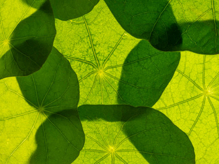 green leaf texture close up