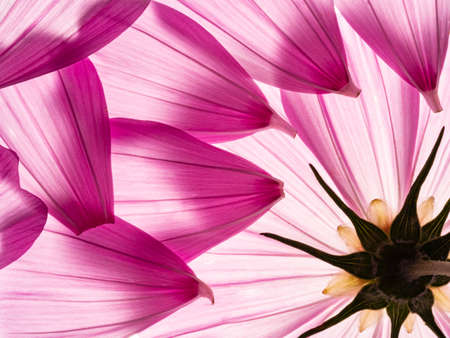 flower petal texture close upの写真素材