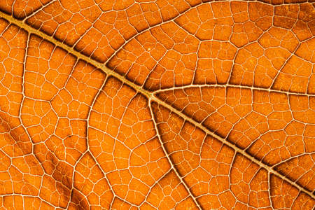 macro photography of autumnal leaf texture