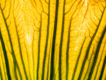 macro photography of a leaf texture