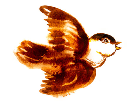 cute house sparrow bird illustraion hand paited on a paperの写真素材