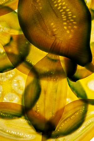 thin slices of pumpkin on a white background - food backgroundの写真素材