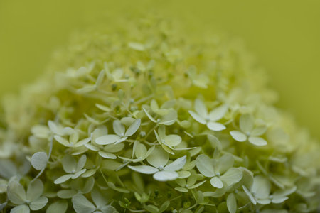 hydrangea or hortensia flower close upの写真素材