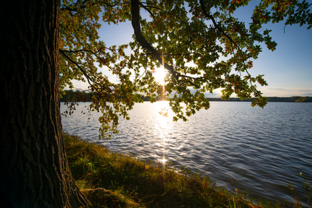 big old oak on the shore of the pondの写真素材