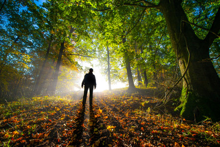 one alone man in an autumnal forest with fog