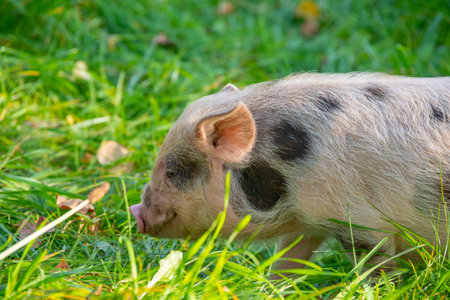 happy little piglet (kune kune) in the garden