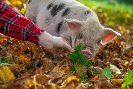 happy little piglet (kune kune) in the garden