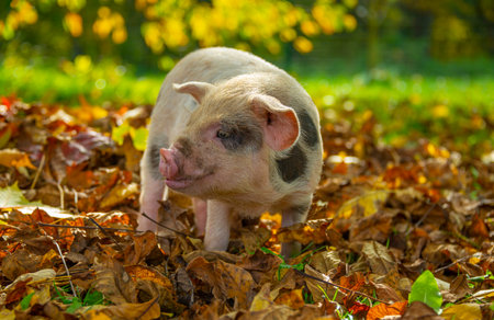 happy little piglet (kune kune) in the gardenの写真素材