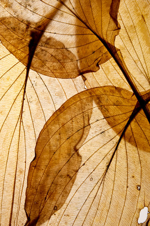 macro texture of autumnal leavesの写真素材