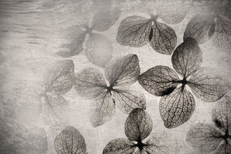 concrete texture with tropical plants wallpaperの写真素材