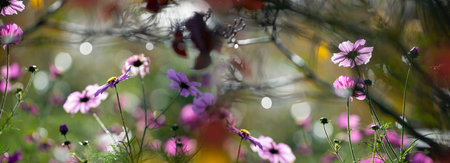 dewy cosmos flowers and grass with nice soft artistic bokeh - autumnal picture