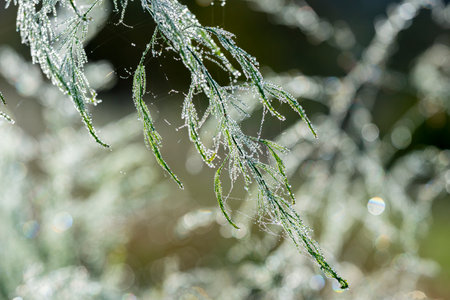 dewy plants with nice soft artistic bokeh