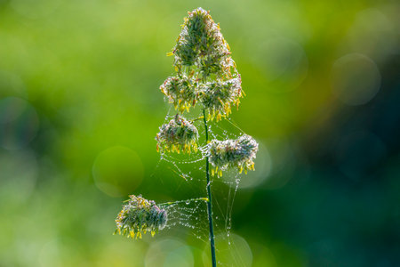 dewy plants with nice soft artistic bokeh