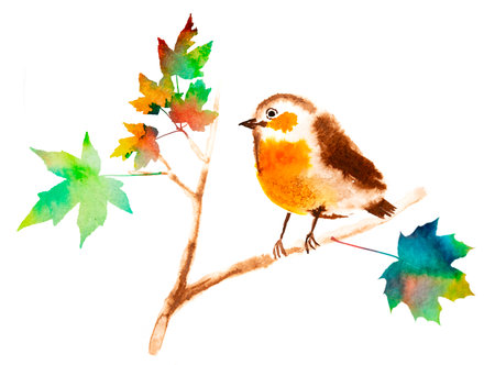 cute robin bird illustraion hand paited on a paperの写真素材