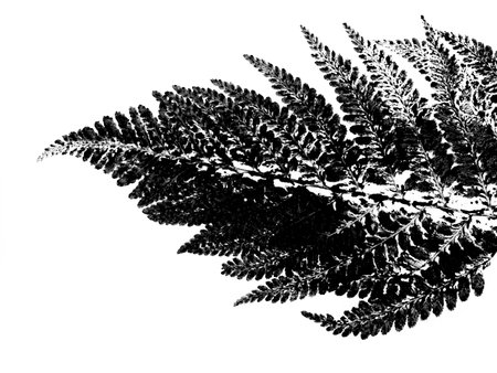 texture of fern foliage imprint on paper, stamp from leaf texture on a white backgroundの写真素材