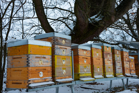 bee hives in winter - bee breeding (Apis mellifera) in winter timeの写真素材