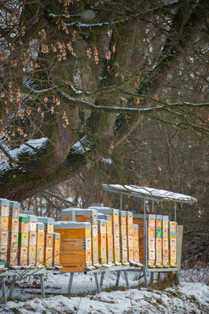 bee hive in winter - bee breeding (Apis mellifera) in winter timeの写真素材