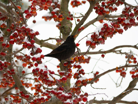 Common Blackbird (Turdus merula) bird sitting on the hawthorn branch and eating berries in winter...