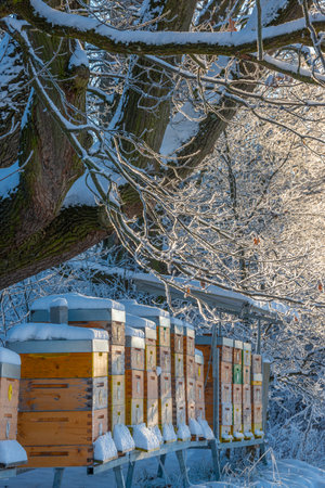 bee hives in winter - bee breeding (Apis mellifera) in beautiful winter sunny dayの写真素材