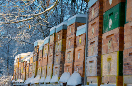 bee hives in winter - bee breeding (Apis mellifera) in beautiful winter sunny day
