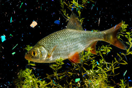 fish in water contaminated with micro plastic - global change - pollution