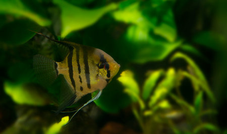 Angelfish Pterophyllum scalare in a aquarium, freshwater aquariumの写真素材
