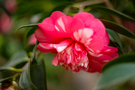 beautiful camellia - in glasshouse close upの写真素材