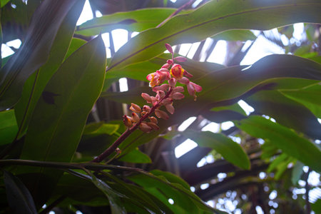 the detail of tropic plant in a greenhouseの写真素材