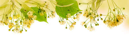 Linden flowers (Tilia cordata) isolated on a white backgroundの写真素材