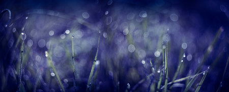 grass with dew drops in the morning - soft fokus and nice bokehの写真素材