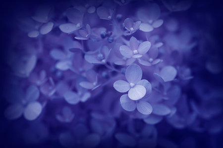 hydrangea or hortensia flower close upの写真素材