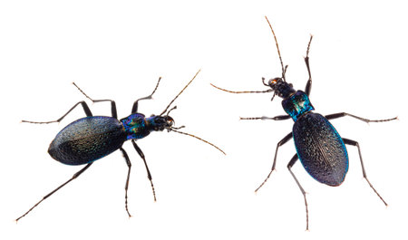 Carabus intricatus, the blue ground beetle, is a species of ground beetle living in Europeの写真素材
